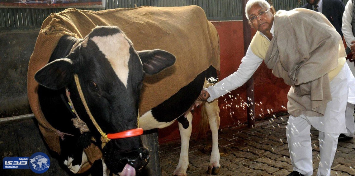 بالصور.. الهند تحمي أبقارها أكثر من النساء