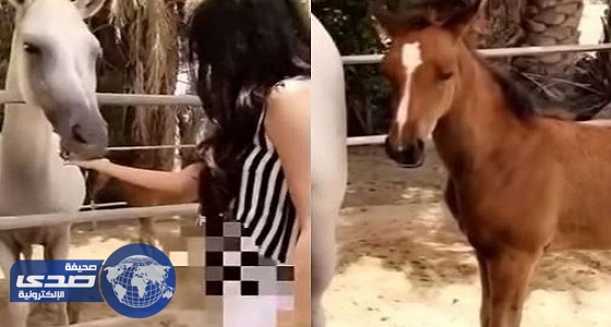 بالفيديو.. مريم حسين: الحصان العربي قصير لكن قوي