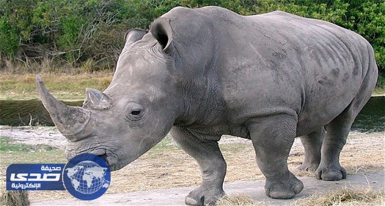 افتتاح أول مزاد قانوني في جنوب أفريقيا لبيع قرون وحيد القرن
