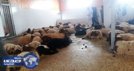 مسلخ طريف ينهي استعداداته لاستقبال الأضاحي