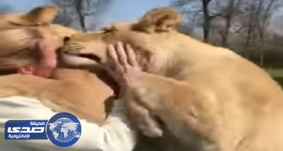 بالفيديو.. أسدان يركضان نحو امرأة ويقبلاها بحديقة حيوان