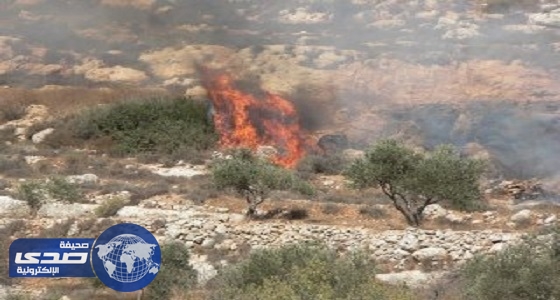 يهود يحرقون أراضي في عقربا جنوب نابلس