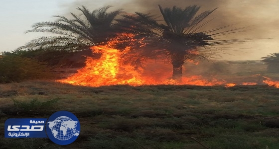 بالصور..  ” مدني دومة الجندل ” يخمد حريقا اندلع في 5 مزارع  واستراحتين
