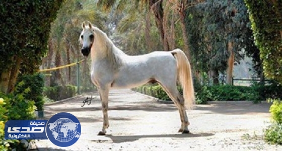 مصر تصدر أول دفعة من الخيول العربية لألمانيا