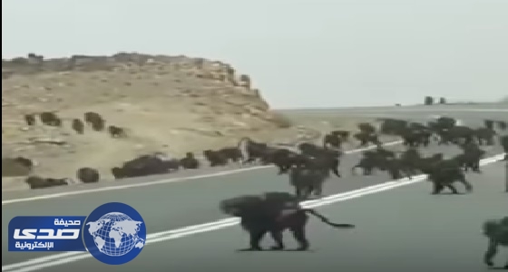 بالفيديو.. عدد كبير من القرود تقطع طريقًا في عسير