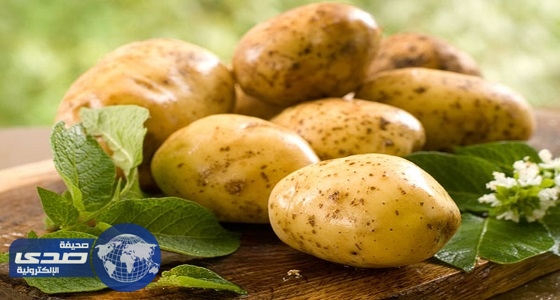 شركة هولندية تطور سلالة جديدة من البطاطس مقاومة للآفات