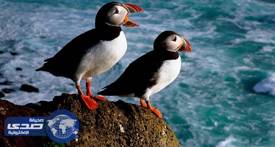 تقلص أعداد الطيور البحرية في جزر &#8221; جالاباجوس &#8221; لارتفاع الحرارة
