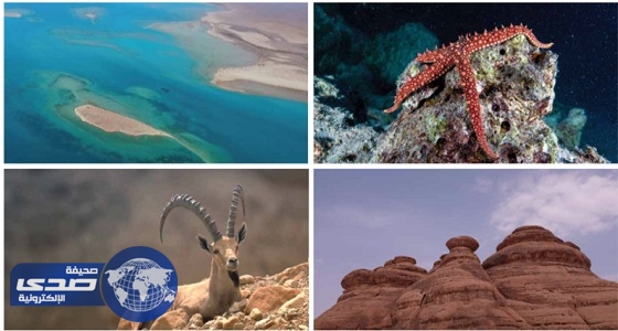 مقومات مشروع البحر الأحمر تمنحه الصدارة عالميا