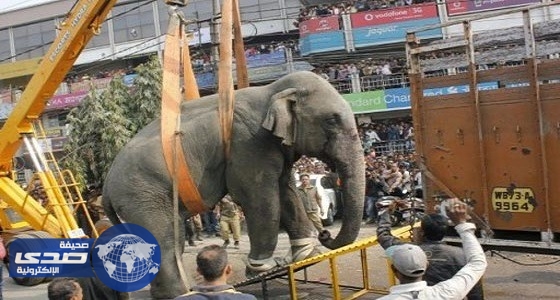 السلطات الهندية تقتل فيلًا أودى بحياة 15 شخصًا