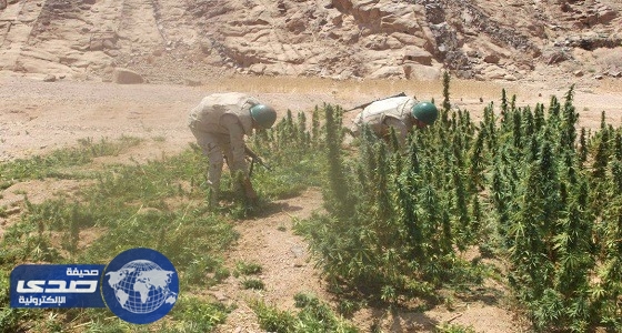 الجيش المصري يضبط 3 إرهابيين ويدمر 4 مزارع مخدرات بسيناء