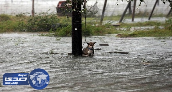 كلب مقيد يواجه إعصار ” هارفي ” يحزن الأمريكيين