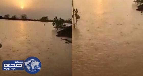 ⁠⁠⁠⁠⁠بالفيديو.. سقوط أمطار صيفية وسط موجة شديدة الحرارة