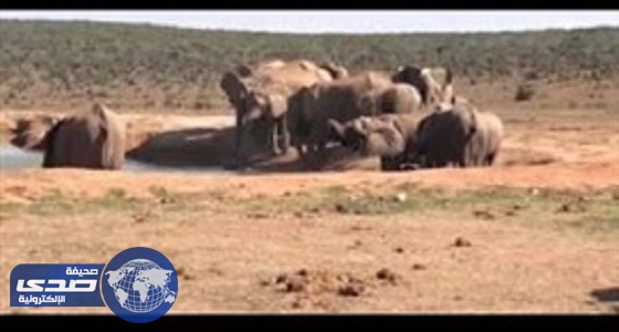 بالفيديو.. قطيع يُنقذ فيلاً صغيراً من الغرق