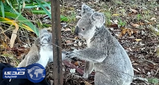 بالفيديو.. أٌنثى الكوالا تنقذ طفلها من الأسلاك الشائكة