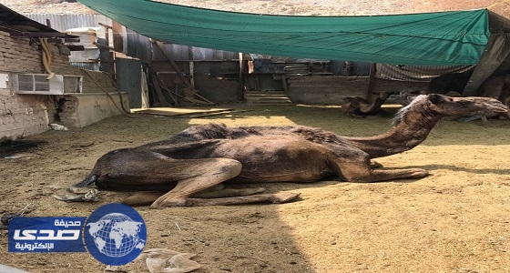 بالصور.. ضبط 65 رأسا من الجمال المريضة معدة للذبح بمسفلة مكة