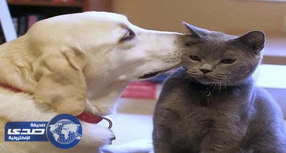 قطة وكلب يقودان الشرطة لمطلوب أمني مرتين