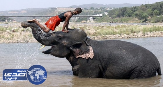 الأفيال تنقذ 300 شخصا من سيول نيبال