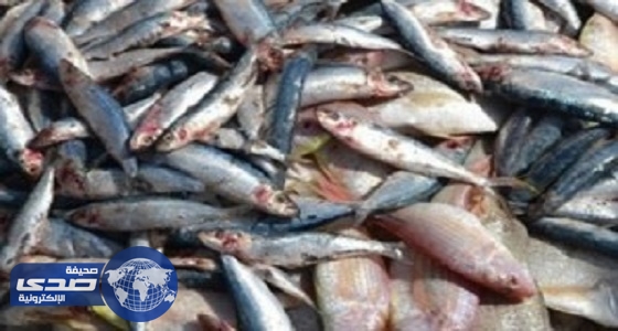 أمانة تبوك تضبط أسماك وفواكه فاسدة