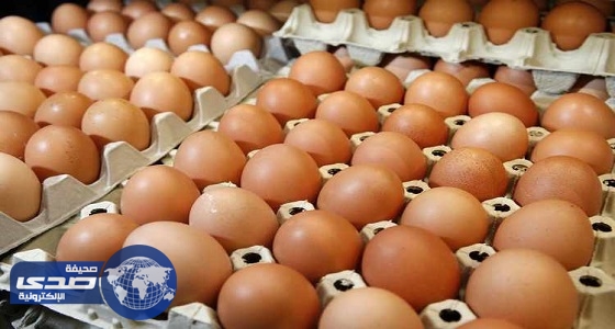 900 طن بيض هولندي وبلجيكي واردات المملكة خلال 5 أشهر