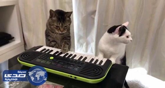 بالفيديو.. قطتان تعزفان على الأورج بمهارة