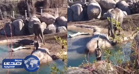 بالفيديو..إوزة تهزم فيل ضخم بـ &#8221; الضربة القاضية &#8220;