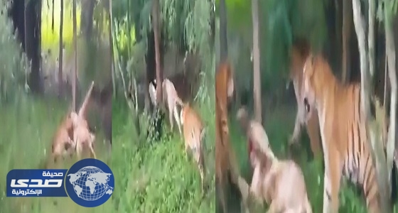 بالفيديو.. نمور بنجالية تقتل أخرى نادرة تسللت إلى قفصها