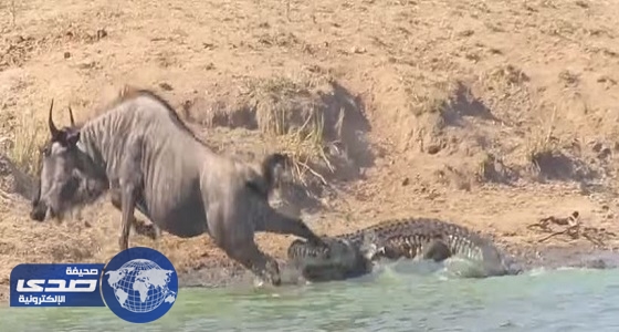 بالفيديو.. أفراس النهر تنقذ حيوانًا من فم تمساح