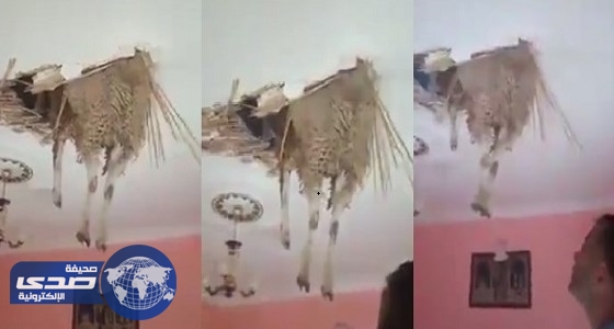 بالفيديو.. خروف يقتحم منزل أسرة من السقف