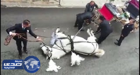 بالفيديو.. سقوط حصان يحمل عروسين لحفل زفافهما