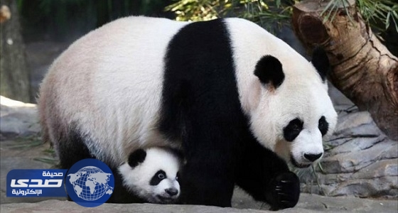إندونيسيا تستعد لاستقبال حيوان الباندا من الصين