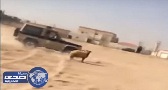 بالفيديو.. مطاردة مثيرة لخروف هرب من صاحبه في الرياض