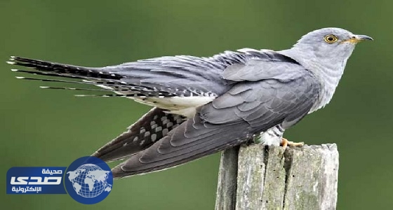 عالم طيور بريطاني: ” الوقواق ” طائر مخادع