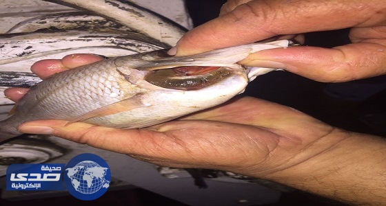 بالصور.. مصادرة 160 كيلو أسماك فاسدة في مكة