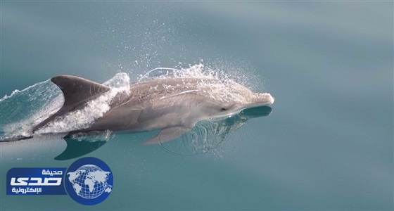 أكبر عدد دلافين المحيط الهندي الحدباء في العالم بأبوظبي