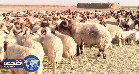 قوات الأمن العراقية تحبط تهريب 1300 ماشية لداعش