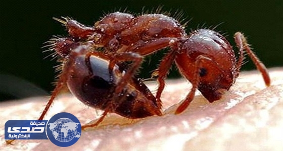 علماء أمريكيون يطورون علاجًا للصدفية من سُم نمل النار
