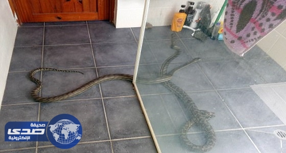 بالفيديو.. سيدة تفض مشاجرة بين ثعبانين ضخمين بمكنسة