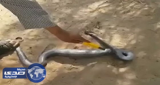 بالفيديو.. مزارع يقتل ثعبان ضخم ويشق بطنه