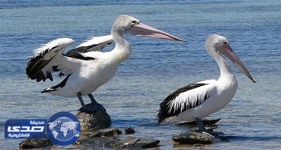 ⁠⁠⁠⁠⁠الطيور البحرية تأكل مخلفات البلاستيك في أسكتلندا