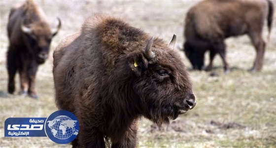 دعوى قضائية ضد مسؤول ألماني قتل حيوانًا لم يظهر منذ 250 عامًا