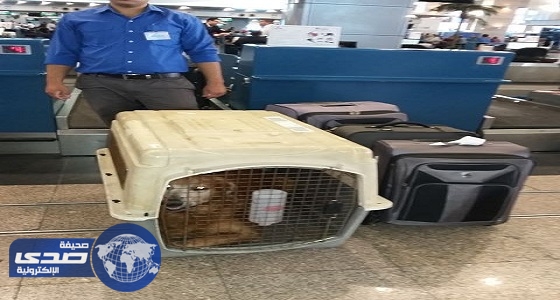 ⁠⁠⁠⁠⁠راكبة مصرية تسدد 7 آلاف جنيه وزن زائد لشحن كلبها إلى أمريكا