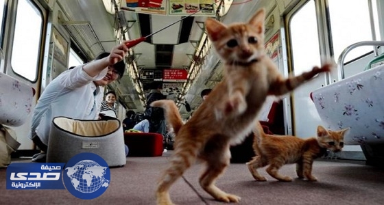 30 قطًّا للتجوُل في قطار ركاب للتوعية بعدم القتل باليابان