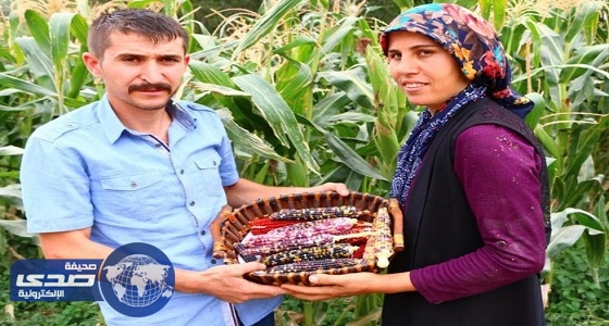 بالفيديو والصور.. تركي يزرع ذرة ملونة