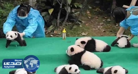 بالصور.. صغار الباندا تتسبب في حالة فوضى بمركز أبحاث