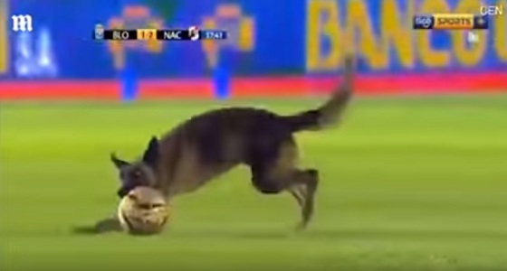 بالفيديو.. كلب يقتحم ملعباً خلال مباراة في الدوري البوليفي