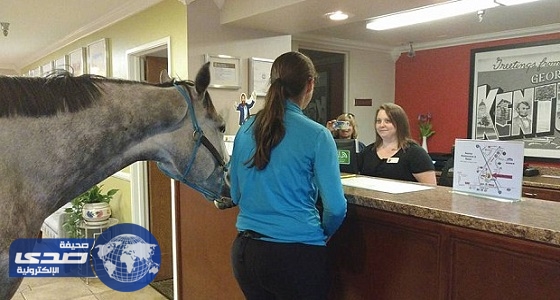 بالصور.. فتاة تصطحب حصانها إلى فندق للإقامة