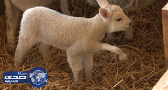 بالفيديو.. ولادة نادرة لخروف بخمسة أرجل