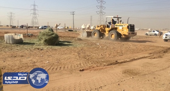 بالصور.. بلدية الروضة تزيل 31 مخيم شرق الرياض