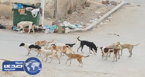 أعضاء بالشورى يثمنون دور قطط وكلاب الشوارع