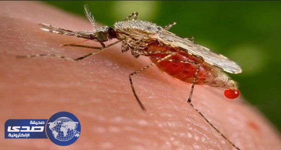 ظهور نوع من البعوض مسبب لفيروس حمى الضنك